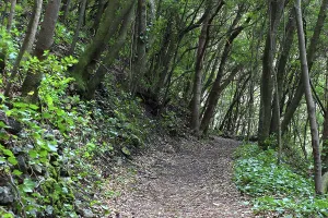 Hiking trail in the laurel forest of Los Tilos