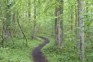 Hiking trail leads through a dense deciduous forest in spring