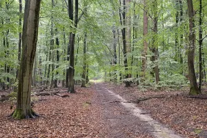 Hiking trail leads through a mixed forest