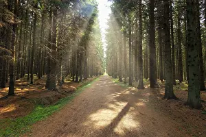 Hiking trail leads straight through coniferous forest