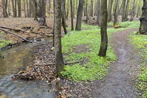 Hiking trail next to the Lockwitzbach stream