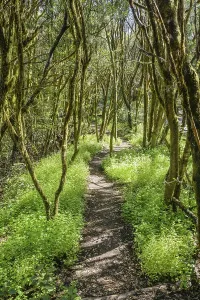 Hiking trail, loober trees in the laurel forest in Garajonay National Park