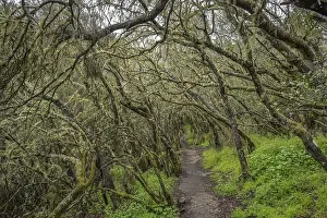 Hiking trail, loober trees in the laurel forest in Garajonay National Park