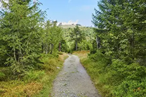 Hiking trail to Mount Lusen in late summer