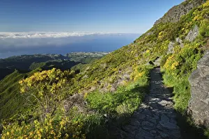 The hiking trail in mountains to Pico Ruivo with blooming Cytisus shrubs