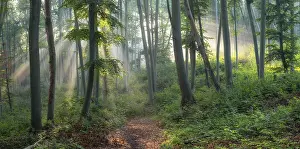 Hiking trail through natural green beech forest in the morning light