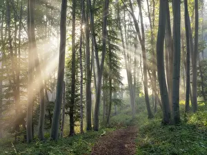 Category Forests Prints: Hiking trail through natural green beech forest in the morning light