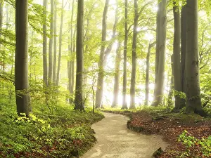 Category Forests Prints: Hiking trail through natural green beech forest in the morning light