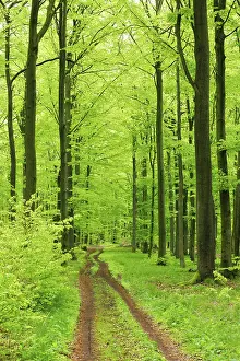Hiking trail through near-natural beech forest in spring