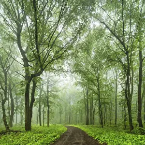 Hiking trail through near-natural deciduous forest of beech
