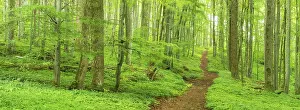 Hiking trail through near-natural deciduous forest in spring