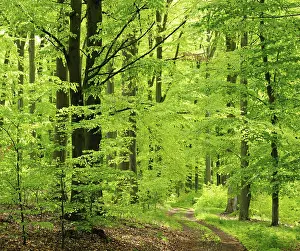 Hiking trail through near-natural sunny beech forest in spring