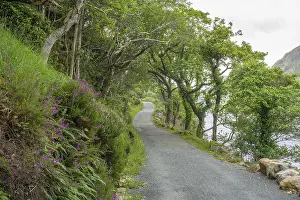 Hiking trail through old oak forest