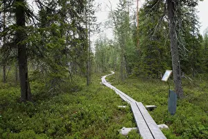 Hiking trail in Oulanka National Park