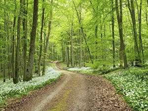 Hiking trail through the ramson (Allium ursinum) in the beech forest