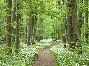 Hiking trail through the ramson (Allium ursinum) in the beech forest