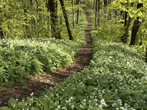Hiking trail through the ramson (Allium ursinum) in spring through the beech forest