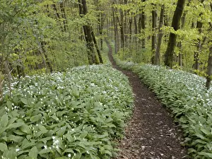 Hiking trail through the ramson (Allium ursinum) in spring through the beech forest