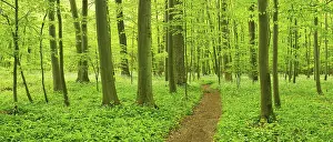 Hiking trail through semi-natural beech forest in spring