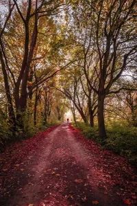 Hiking trail through a small forest with red leaves on the forest path in autumn