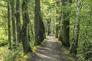 Hiking trail in Spreewald, Lubbenau/Spreewald