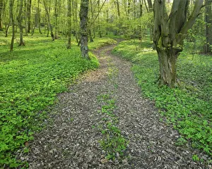 Hiking trail through sunny deciduous forest in spring