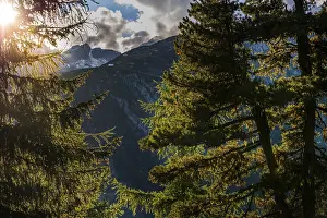 Hiking trail in the Swiss stone pine forest