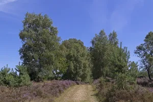 Hiking trail, trees, heather blossom at Wilseder Berg
