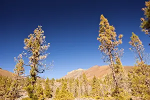 Hiking trail to the White Moon Landscape near Vilaflor