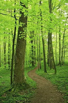 Hiking trail winds through near-natural beech forest in spring