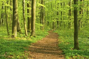 Hiking trail winds through semi-natural beech forest in spring
