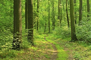 Hiking trail winds through sunny forest