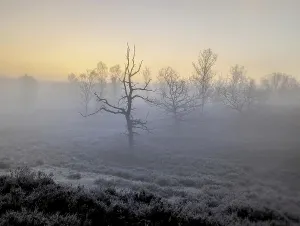 Hiking trails in the fog in the Fischbeker Heide in Hamburg
