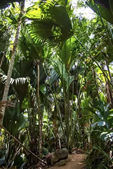 Hiking trails through the Vallee de Mai