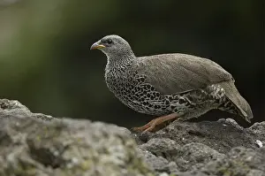 Hildebrandt's Francolin (Francolinus hildebrandti)