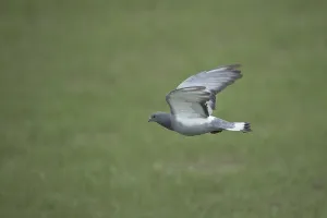 Hill Pigeon (Columba rupestris) flying