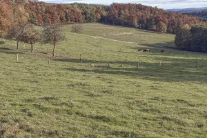 Hilly autumn landscape with grazing cows and colorful leaves