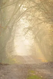 A hilly forest path illuminated by golden sunrays