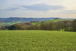 Hilly green landscape with trees and wind turbines on the horizon