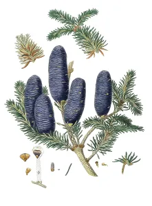 Himalayan fir, Abies spectabilis, Pinus spectabilis, Purple-coned fir, tree, digitally enhanced reproduction of an original by Aylmer Bourke Lambert (1761 - 1842), English botanist, published around 1810