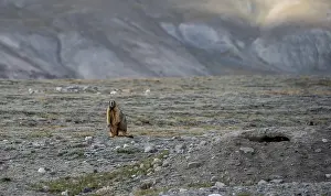 Himalayan marmot (Marmota himalayana)