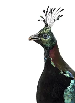 Himalayan monal, Lophophorus impejanus