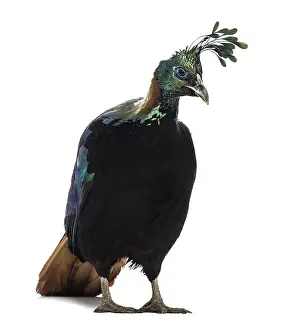 Himalayan monal, Lophophorus impejanus