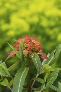 Himalayan spurge (Euphorbia griffithii)