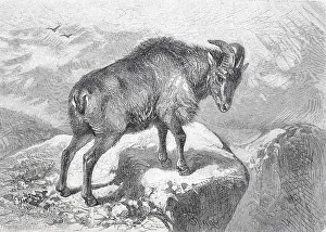Himalayan tahr (Hemitragus jemlahicus)