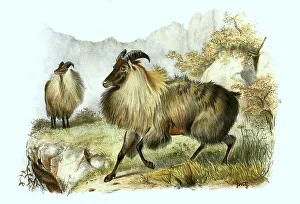 Himalayan tahr (Hemitragus jemlahicus)