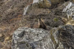 Himalayan tahr (Hemitragus jemlahicus)