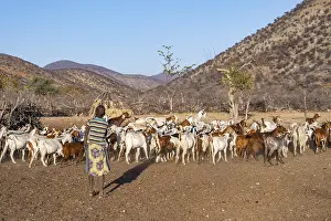 Himba boy with his herd of goats