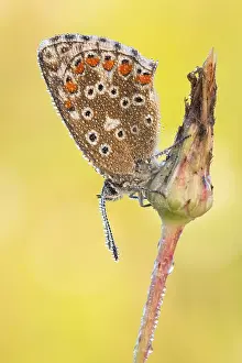 Himmelblauer Blaeuling (Polyommatus bellargus)