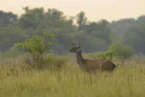 Hind (Cervus elaphus), standing
